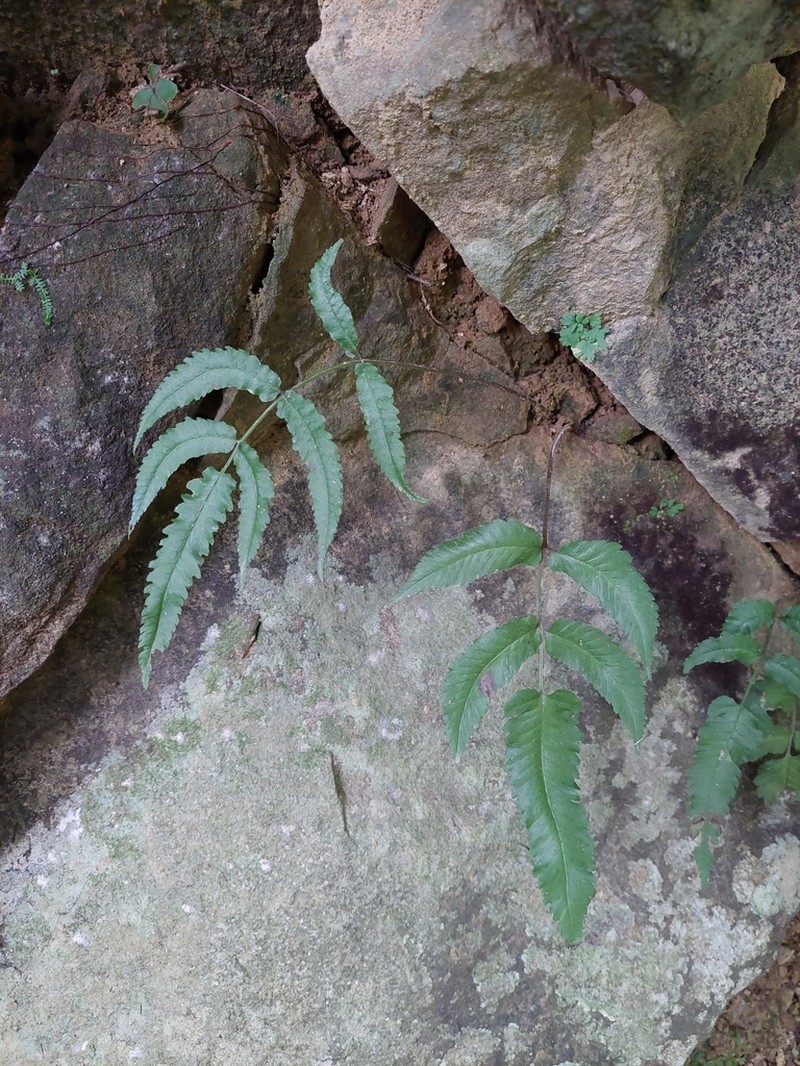 Athyrium cumingianum photo 5