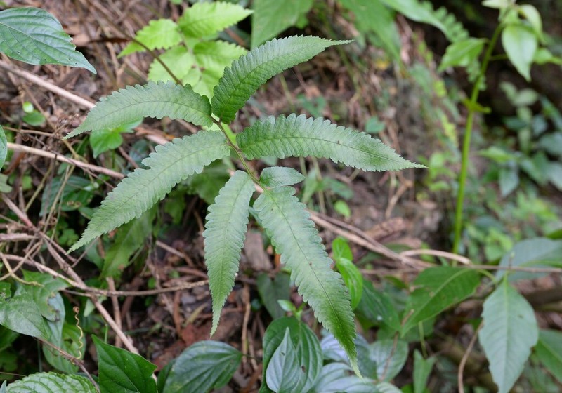 Athyrium cumingianum photo 6