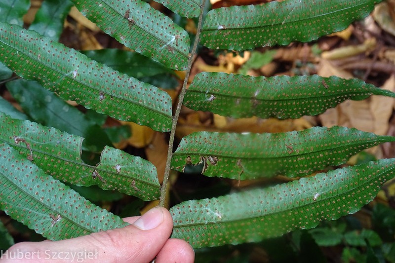 Athyrium cumingianum photo 7