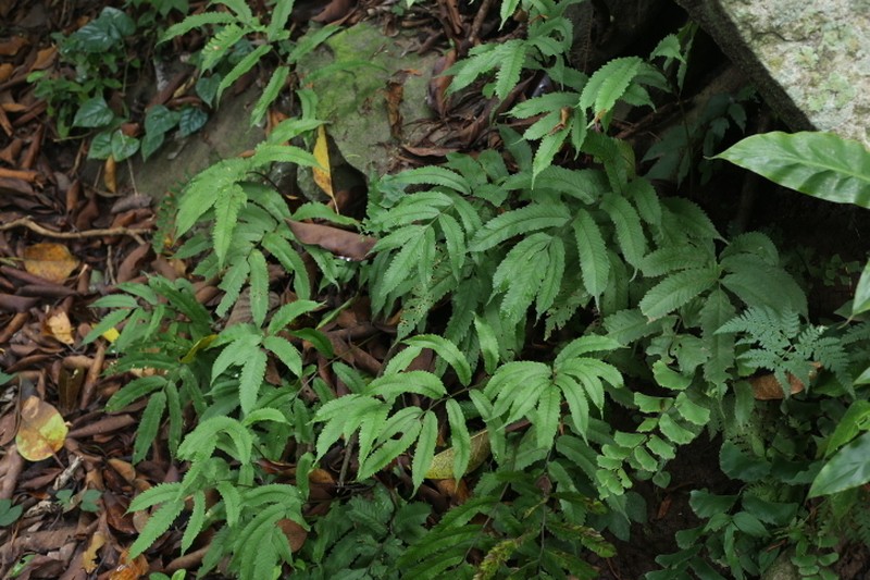 Athyrium cumingianum photo 8