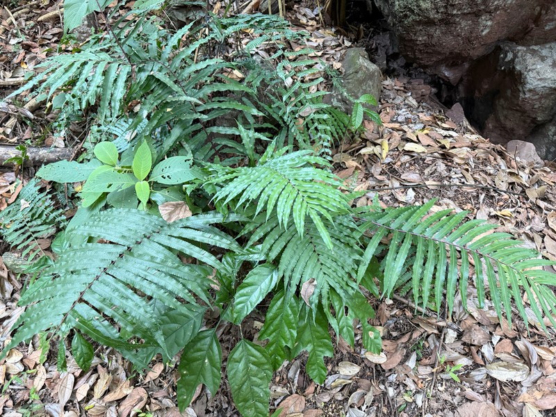 Athyrium cuspidatum