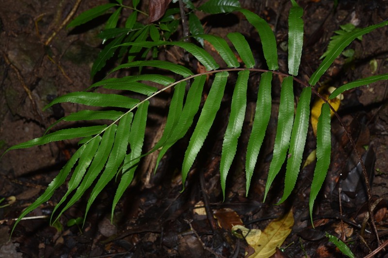 Athyrium cuspidatum photo 2