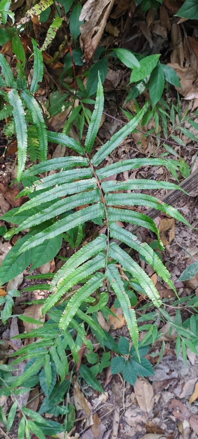 Athyrium cuspidatum photo 3