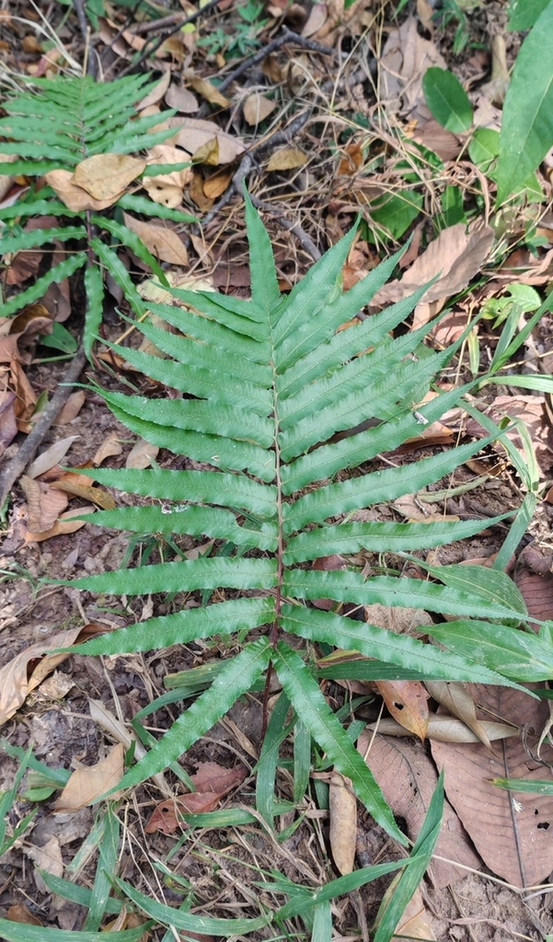Athyrium cuspidatum photo 4