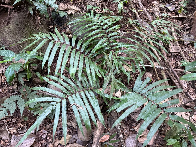 Athyrium cuspidatum photo 5