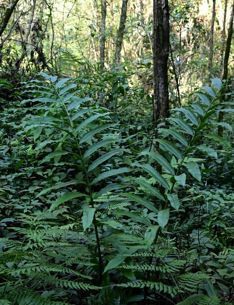 Athyrium cuspidatum photo 6