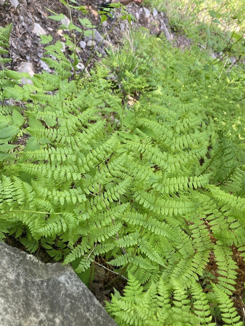 Athyrium cyclosorum