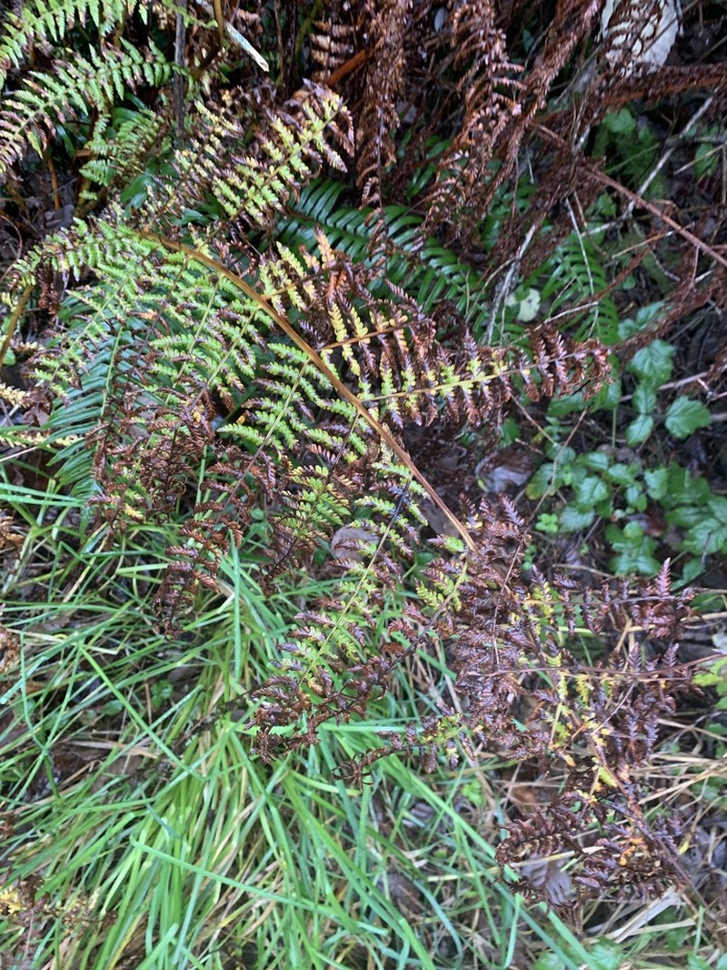 Athyrium cyclosorum photo 2