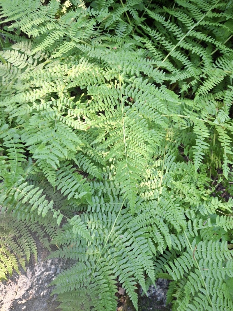 Athyrium cyclosorum photo 3