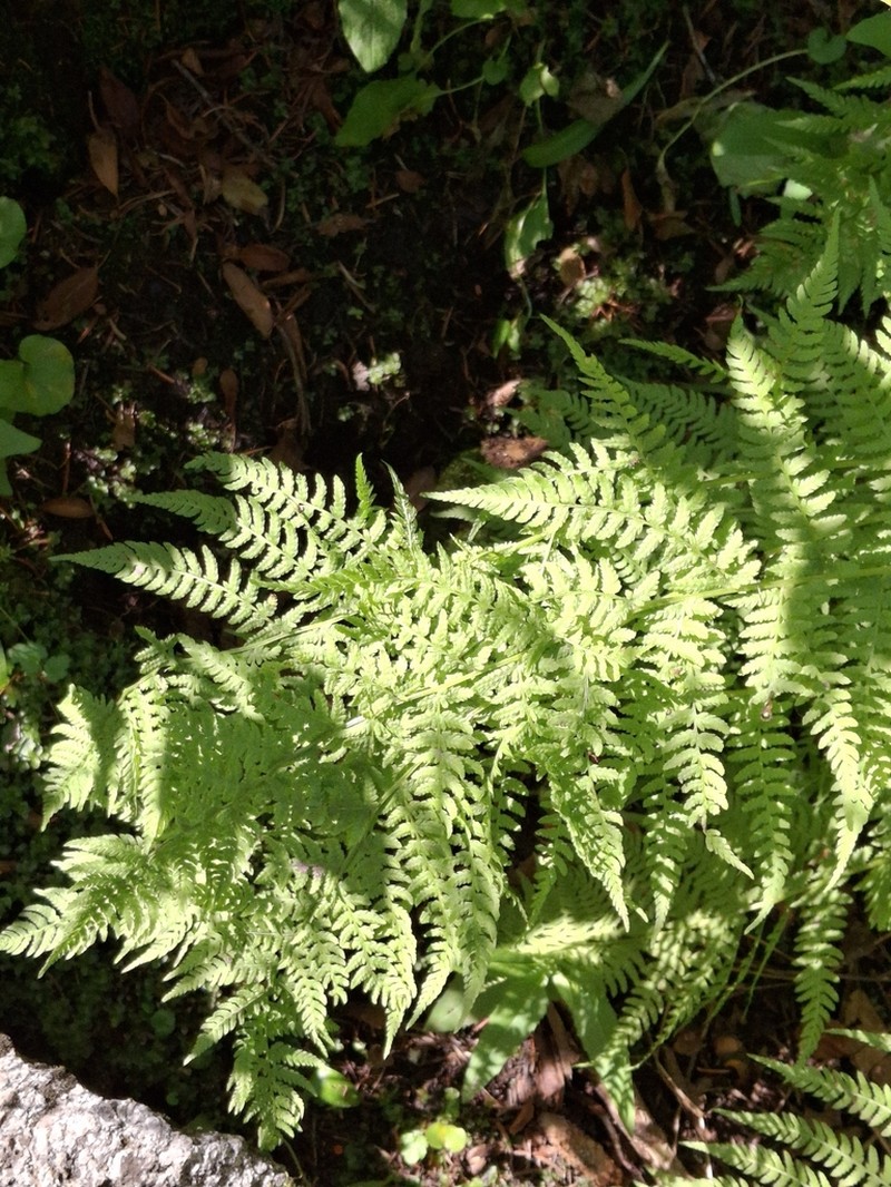 Athyrium cyclosorum photo 4