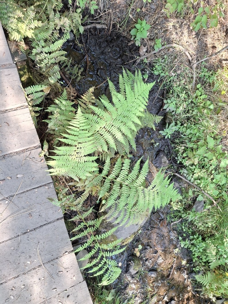 Athyrium cyclosorum photo 5