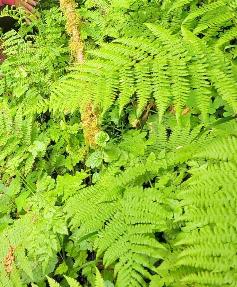 Athyrium cyclosorum photo 6
