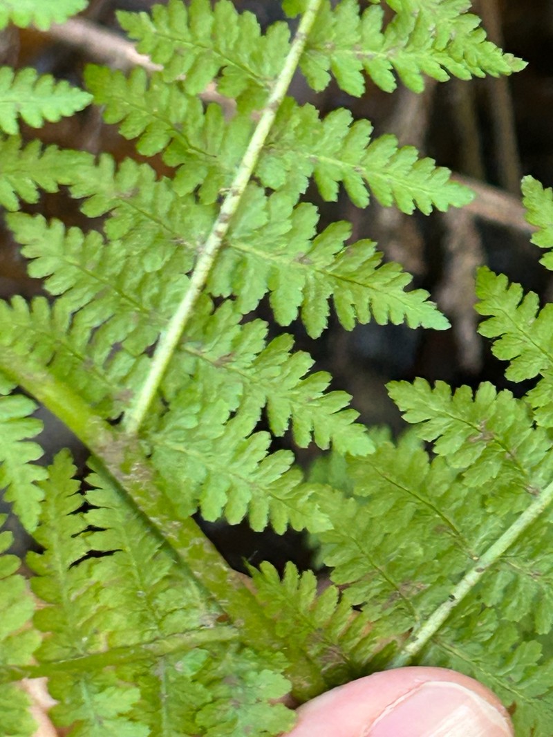 Athyrium cyclosorum photo 8