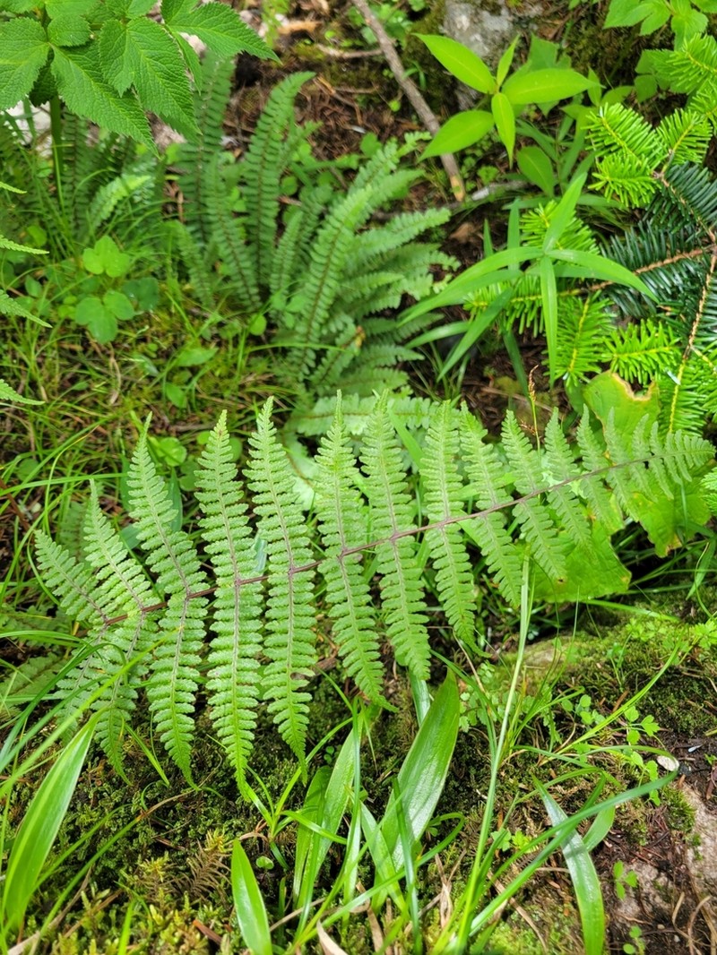 Athyrium davidii