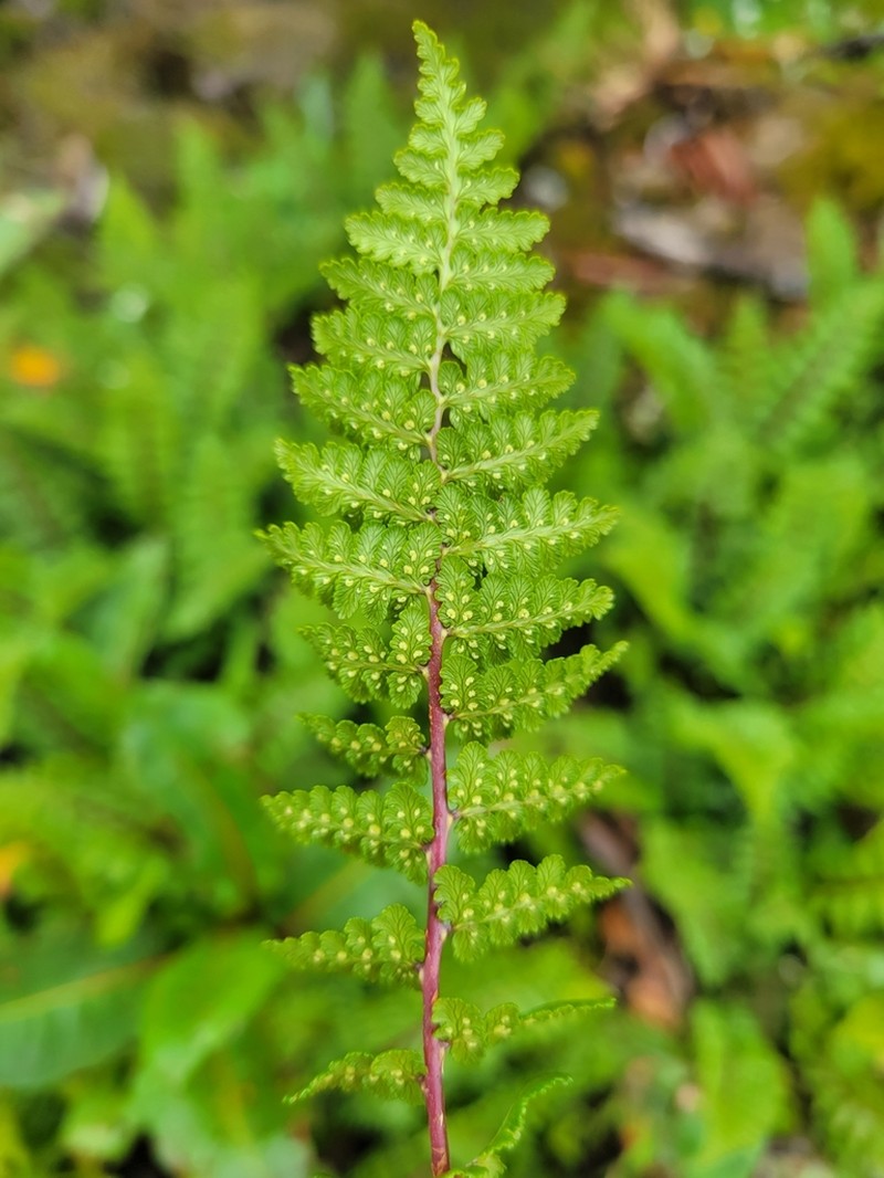 Athyrium davidii photo 2