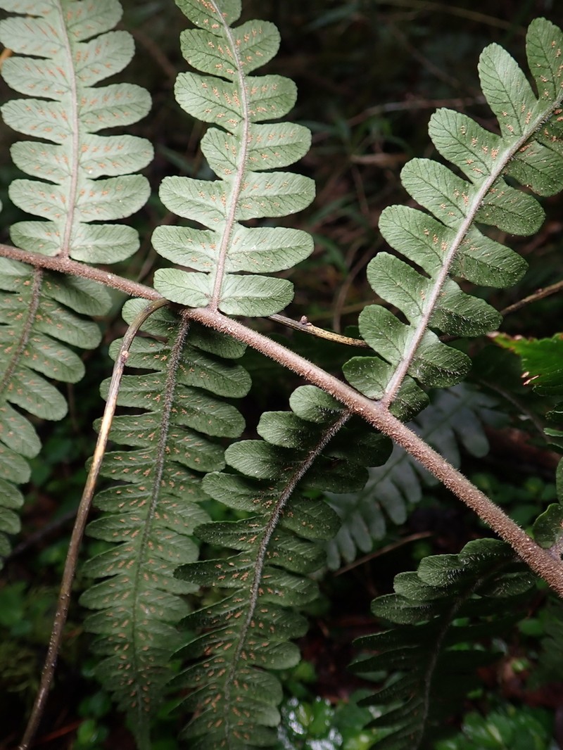 Athyrium decurrenti-alatum