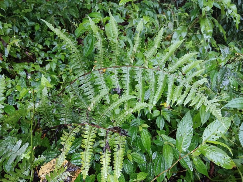 Athyrium decurrenti-alatum photo 2