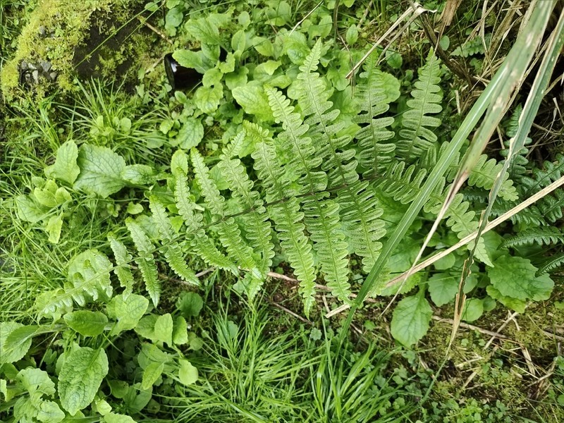 Athyrium decurrenti-alatum photo 3