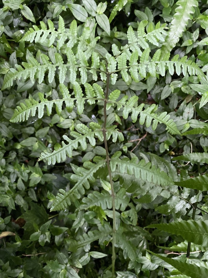 Athyrium decurrenti-alatum photo 4