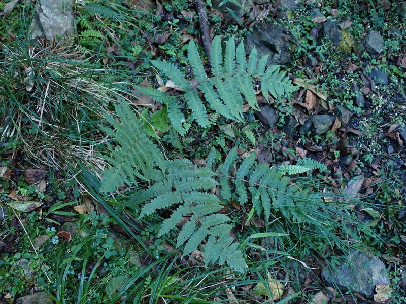 Athyrium decurrenti-alatum photo 5