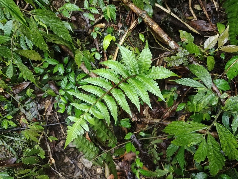 Athyrium decurrenti-alatum photo 6