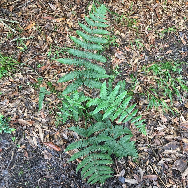 Athyrium decurrenti-alatum photo 7