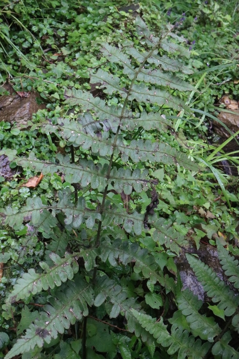 Athyrium decurrenti-alatum photo 8