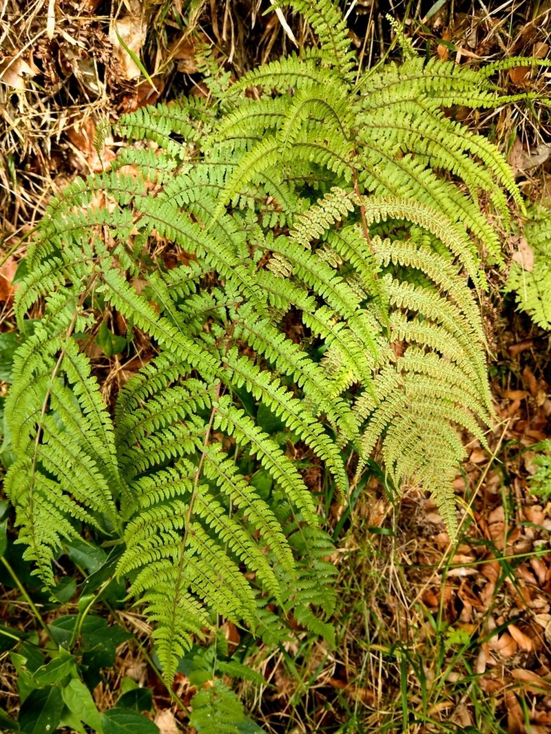 Athyrium delavayi