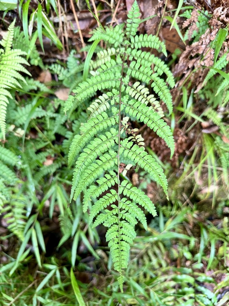 Athyrium delavayi photo 2