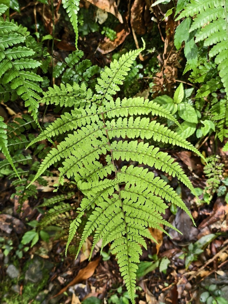 Athyrium delavayi photo 3