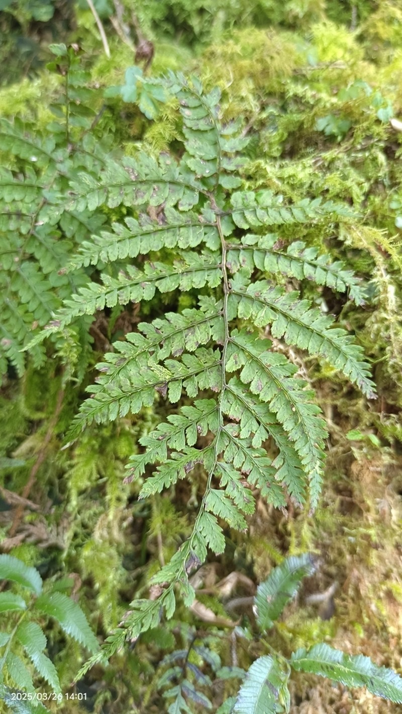 Athyrium delavayi photo 4