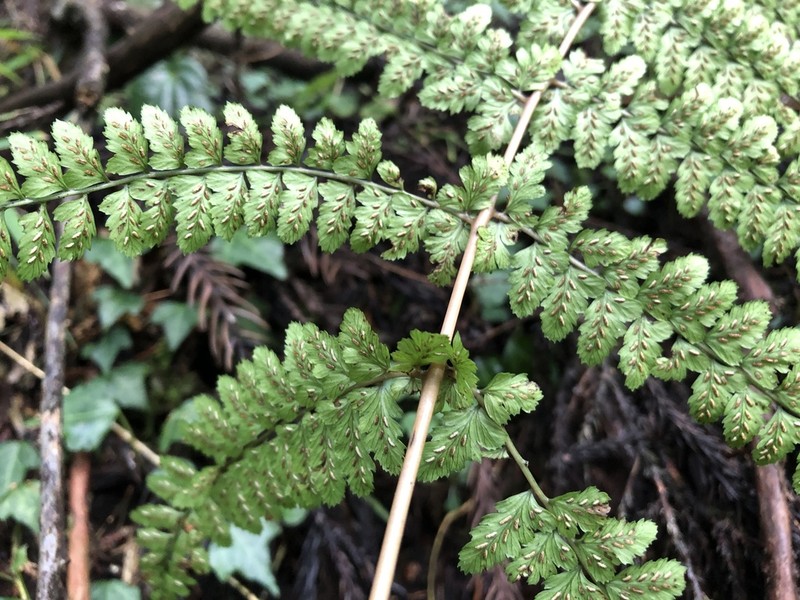 Athyrium delavayi photo 5