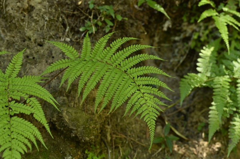 Athyrium delavayi photo 6