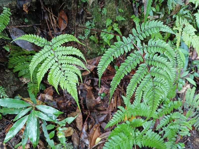 Athyrium delavayi photo 8