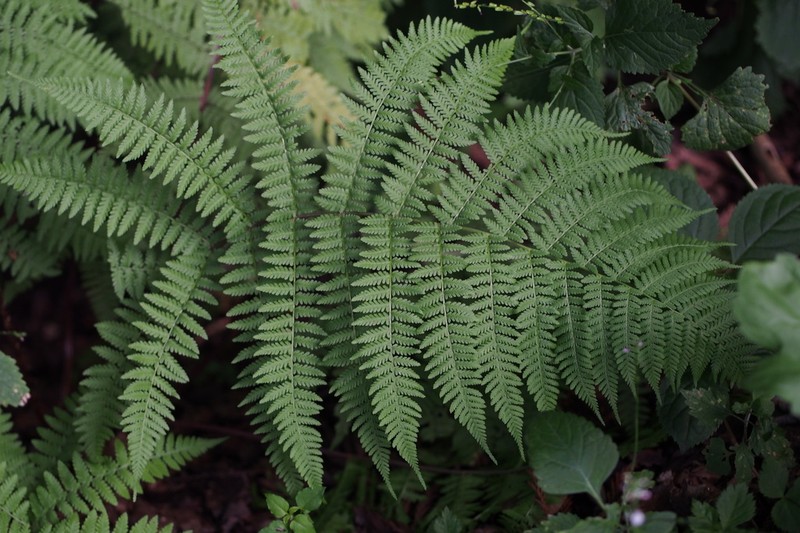 Athyrium deltoidofrons