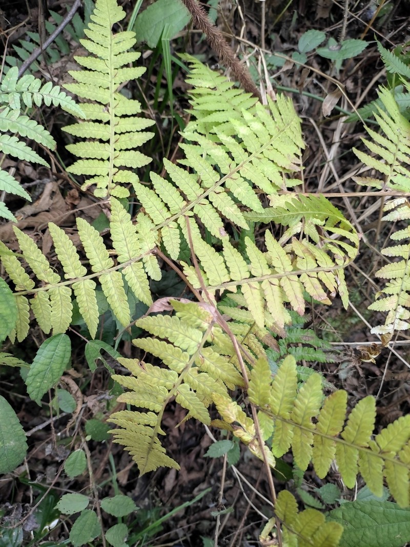 Athyrium deltoidofrons photo 2