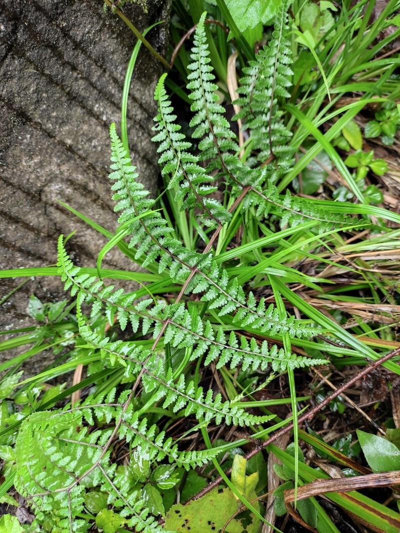 Athyrium deltoidofrons photo 3