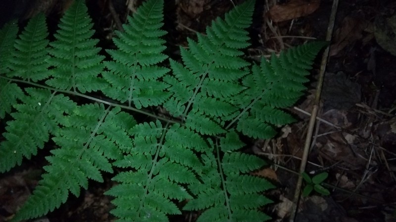Athyrium deltoidofrons photo 4