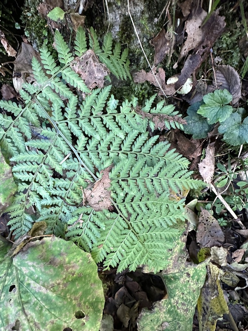 Athyrium deltoidofrons photo 5