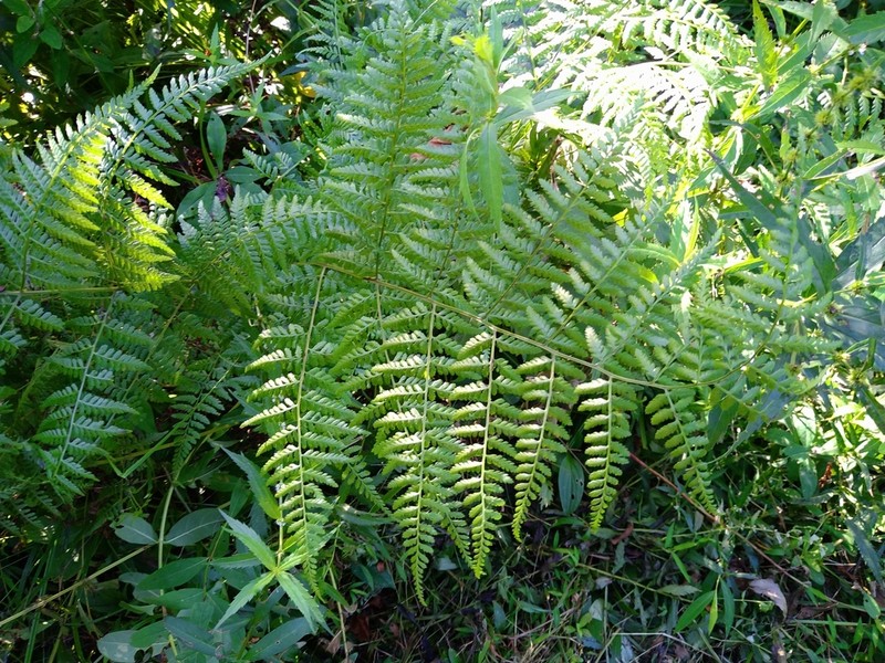 Athyrium deltoidofrons photo 6
