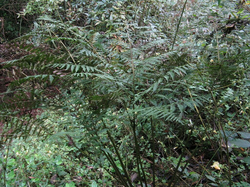 Athyrium devolii