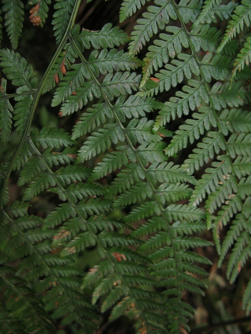 Athyrium devolii photo 2