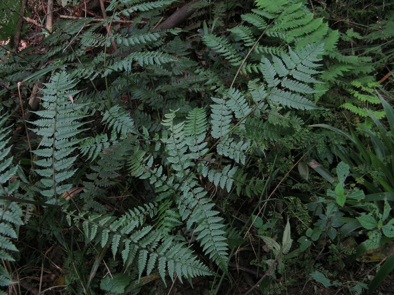 Athyrium devolii photo 3