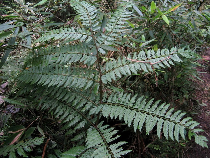 Athyrium devolii photo 4