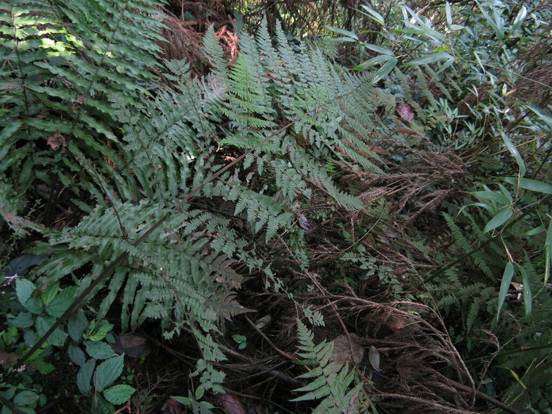Athyrium devolii photo 5