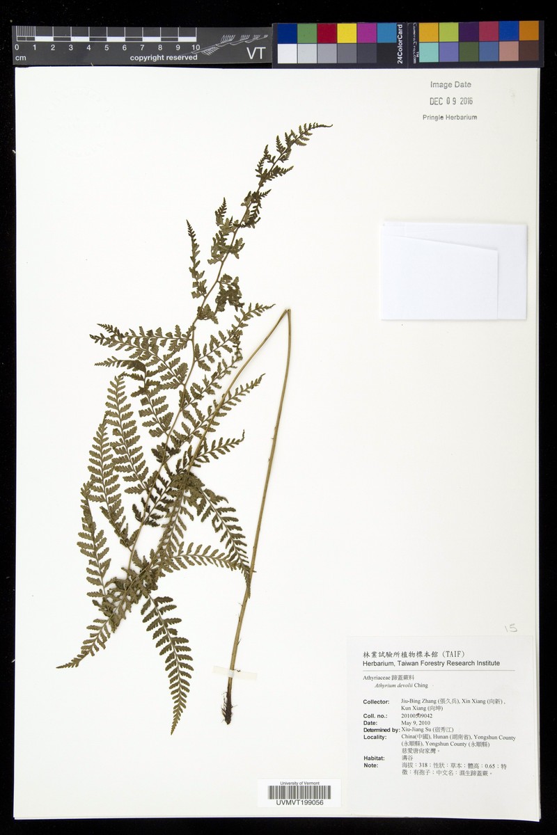 Athyrium devolii photo 6