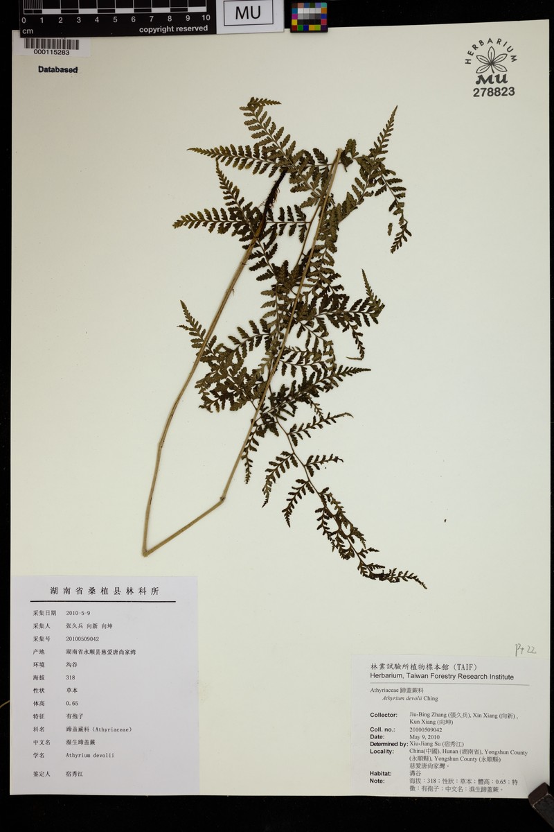 Athyrium devolii photo 7