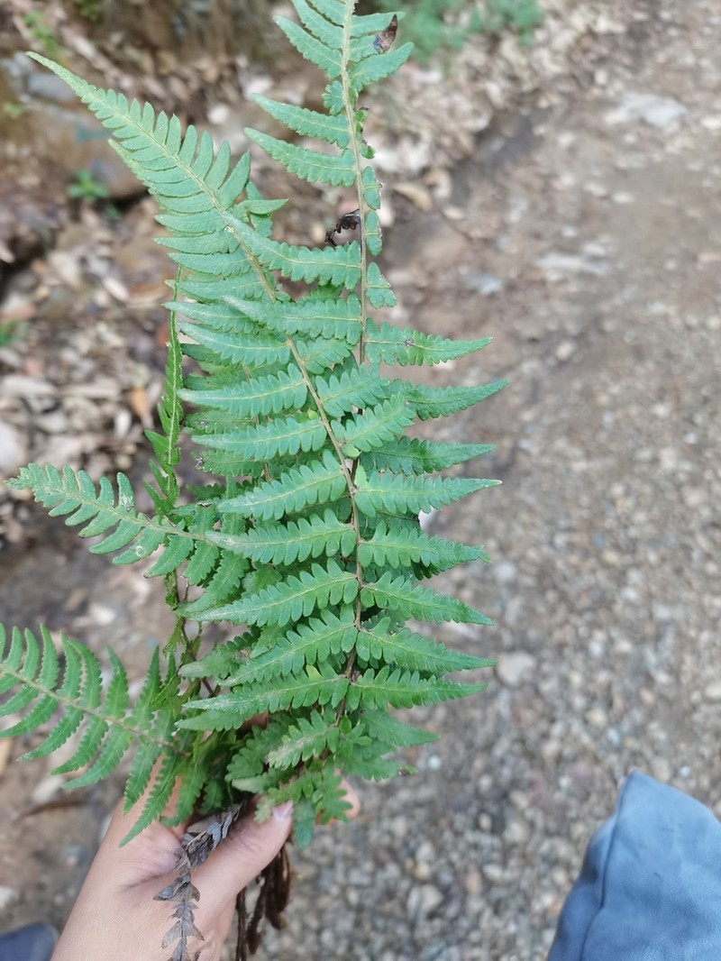 Athyrium dissitifolium