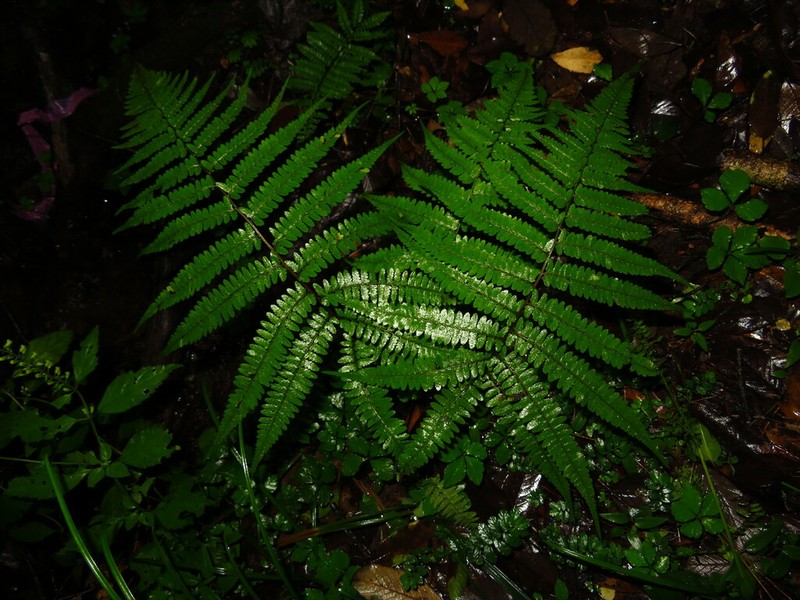 Athyrium dissitifolium photo 2