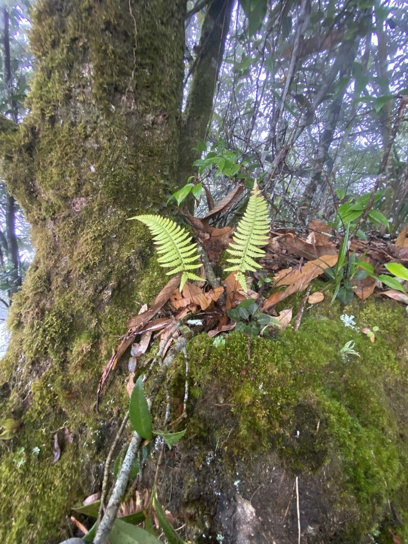 Athyrium dissitifolium photo 3